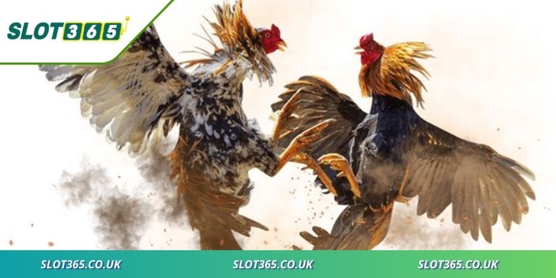 Các kiểu kèo phổ biến trong đá gà mạng trực tuyến