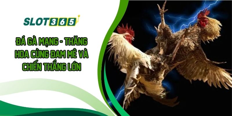 Đá Gà Mạng - Thăng Hoa Cùng Đam Mê Và Chiến Thắng Lớn