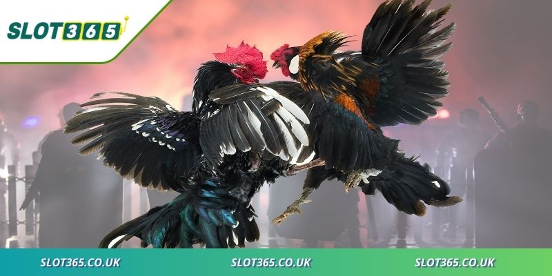 Khám phá nhiều dòng gà thi đấu được ưa chuộng trong sàn cá cược trực tuyến